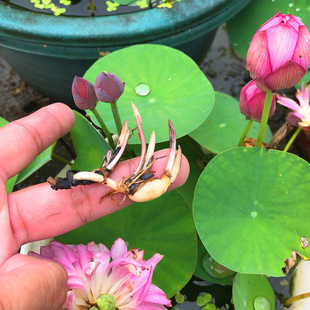 Bowl lotus seeds, lotus roots, rhizomes with buds, small fl