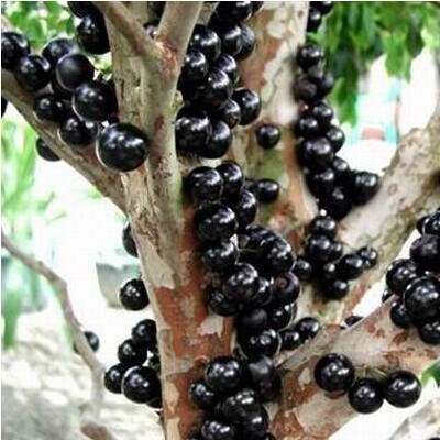 稀有名贵树葡萄嘉宝果树加宝果沙巴盆地栽种四季南北方果树/苗