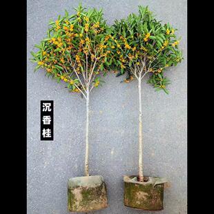 桂花树苗四季桂大型花卉八月庭院原生高杆金丹天香台阁沉香地盆栽
