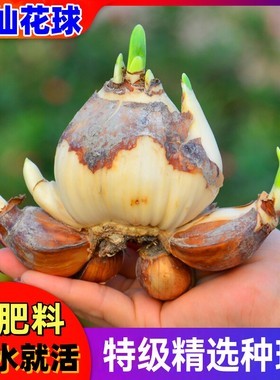 Double petaled narcissus flowers, bulbs, water fed potted p