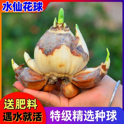 Double petaled narcissus flowers, bulbs, water fed potted p