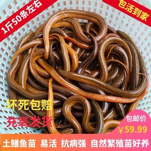 鳝鱼鲜活 稻田鳝鱼苗大黄鳝长鳝鱼盘鳝黄鳝幼苗长鱼鲫鱼一斤包邮