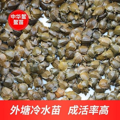 乌龟王八中华鳖淡水养殖甲鱼苗