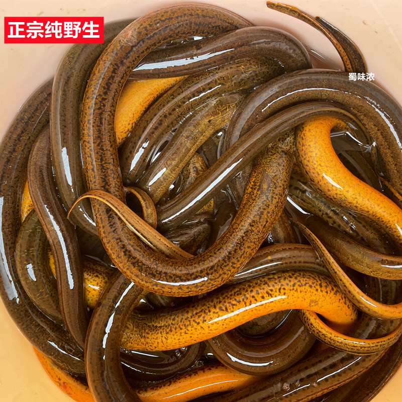 鱼活体四川稻田黄鳝盘龙长尾