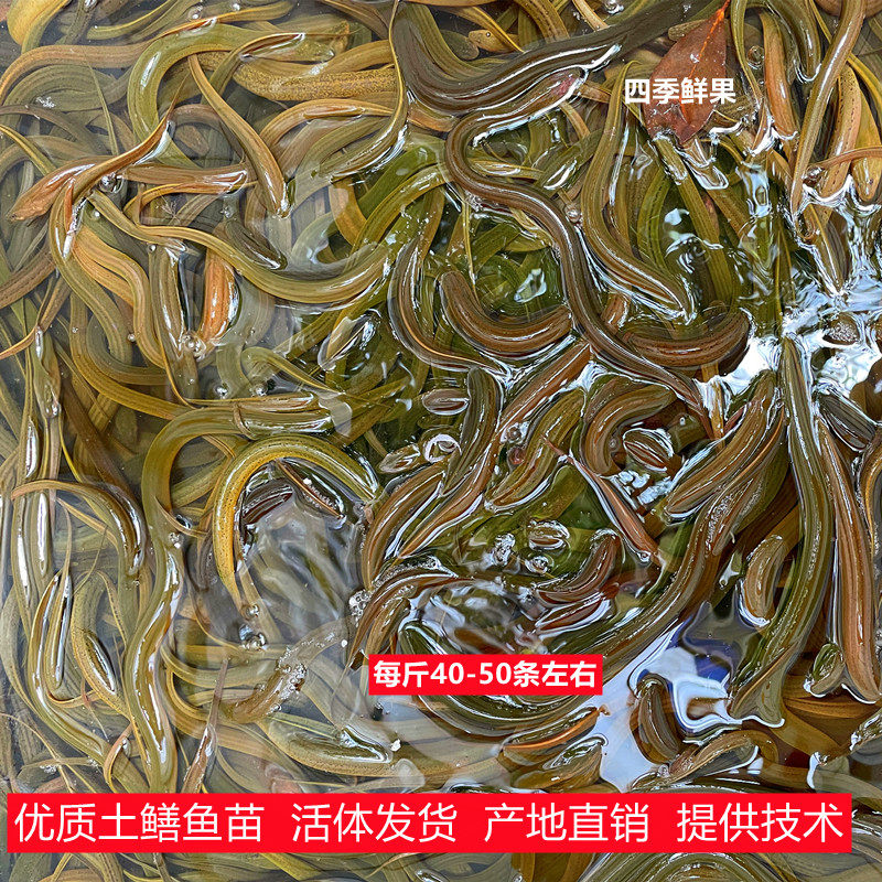 四川活体淡水养殖鳝鱼