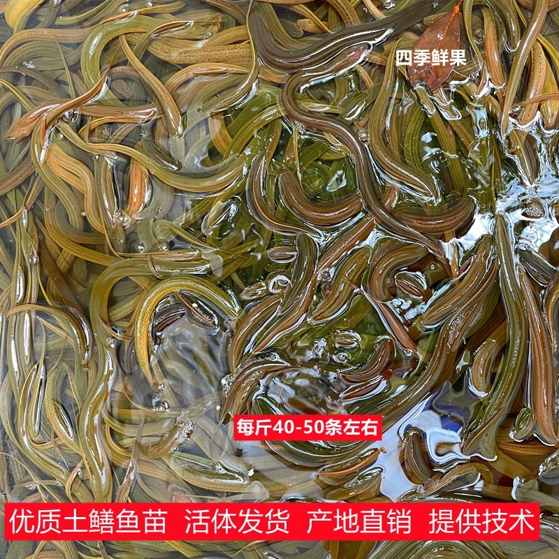 黄鳝苗鲜活 四川淡水鱼苗小黄鳝幼苗食用大鳝鱼盘鳝包活到家
