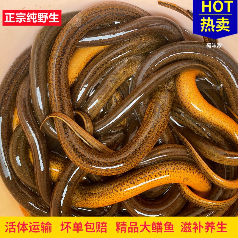 鳝鱼活体四川稻田大黄鳝盘龙鳝长尾鱼鳝鱼苗土鳝鱼食用炖汤滋补