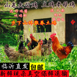 农家散养土鸡新鲜现杀蒙山草鸡溜达鸡跑山鸡临沂炒鸡包邮