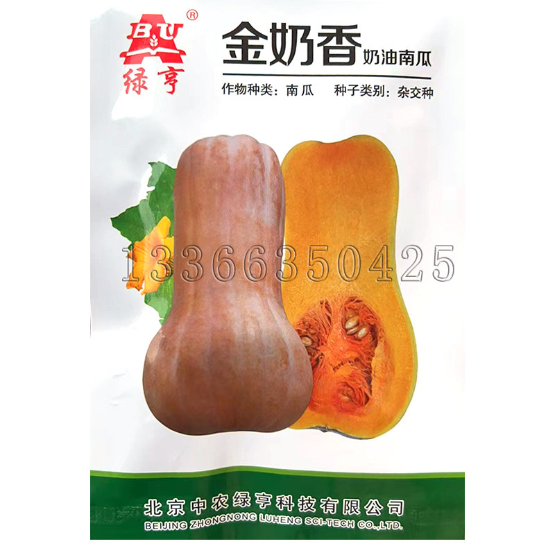 金奶香奶油南瓜种子 春秋早熟黄皮橘黄肉质细腻甜面老南瓜蔬菜籽