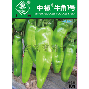中椒牛角1号辣椒种子 春秋播种粗牛角椒种子微辣浅绿变红蔬菜种子