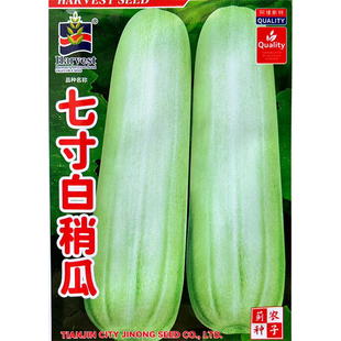 七寸白稍瓜种子 春秋白瓜酱瓜种子白绿色白肉生食腌渍菜瓜蔬菜籽