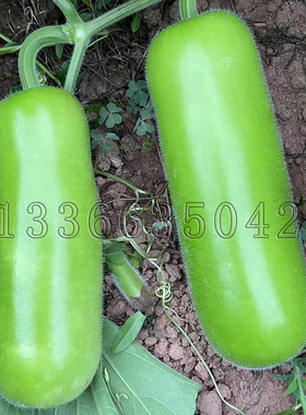 福满架瓠瓜种子 春播油亮型型早熟瓠子瓜种翠绿色肉质细味甜菜籽