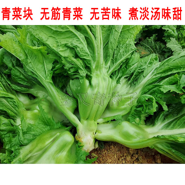 厚墩墩无筋青菜种子 秋播花叶芥菜种子肉质厚无苦味酸菜青菜块籽
