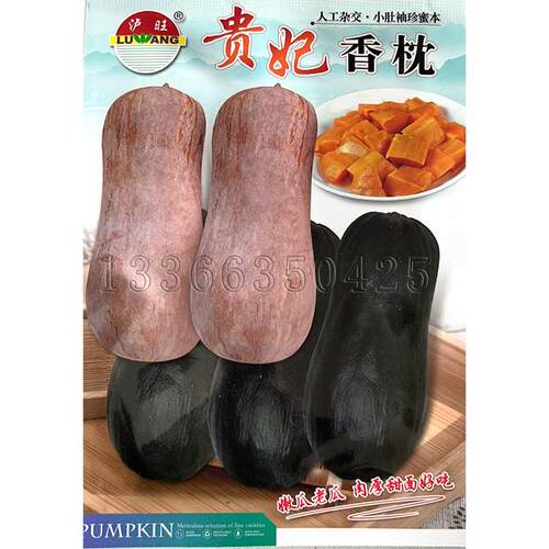 贵妃香枕南瓜种子 春播早熟枕头形南瓜籽嫩老兼用老瓜桔红肉甜面
