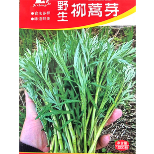 野生柳蒿芽种子 春播多年生山野菜种子水蒿芦蒿蒌蒿种子蔬菜种子