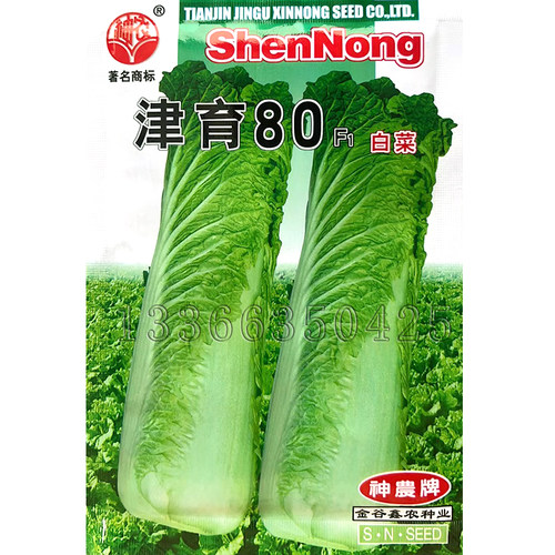 秋播晚熟青麻叶大白菜种子口感好