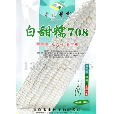 白甜糯708玉米种子 春夏播白色甜加糯玉米籽大穗软糯香甜糯苞谷种