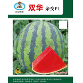 双华西瓜种子 春秋播中早熟桃红瓤甜多汁高圆形原名辉煌西瓜种子