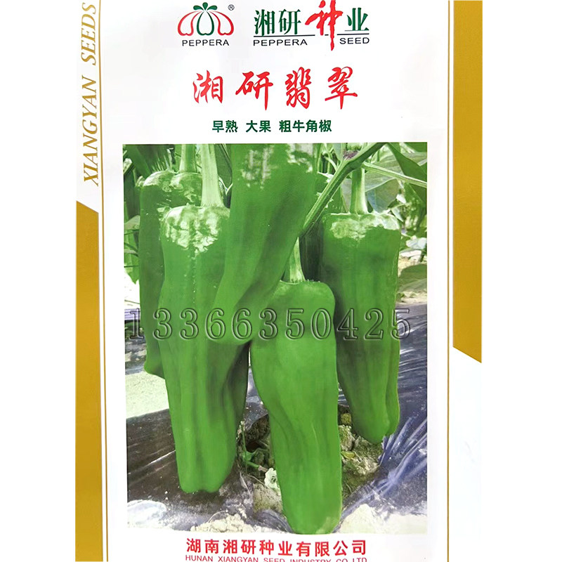 湘研翡翠辣椒种子 春秋早熟浅绿色粗牛角椒泡椒种子皮薄质脆味辣