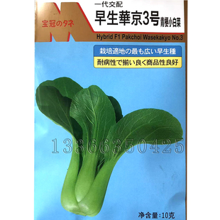 早生华京3号油菜种子 春夏播中脚品种节间短叶片浓绿色耐热青梗菜