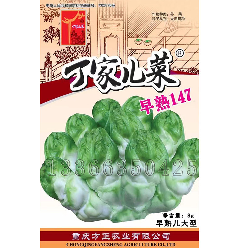 丁家儿菜种子 秋播早熟147儿菜种子茎皮绿白色孢子芥菜娃娃菜种子