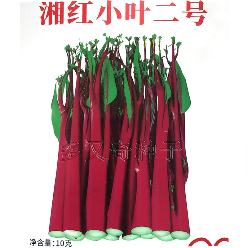 湘红小叶二号菜薹种子 秋播红菜蔬菜种子/种苗