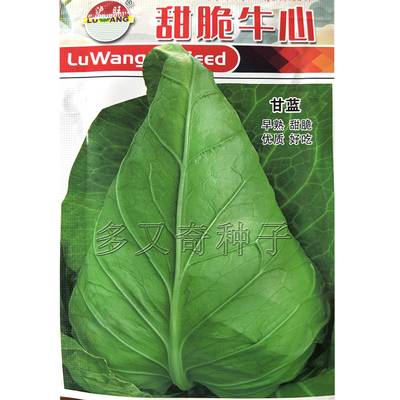 甜脆牛心甘蓝种子 春秋播早中熟牛心白包心紧实好吃抗病卷心菜籽