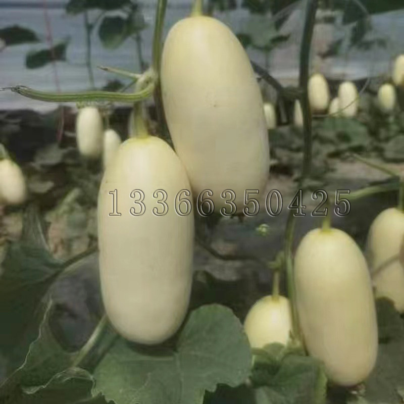 棒棒脆120甜瓜种子 春早熟薄皮白棒型白肉香瓜种子口感好水果种子