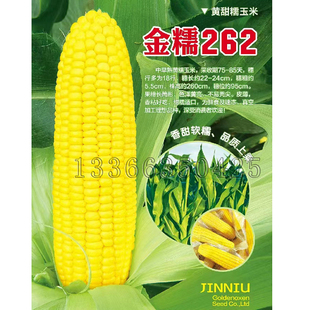 金糯262垦粘1号金牛3号黄甜糯521京糯206万糯2018黄甜糯玉米种子