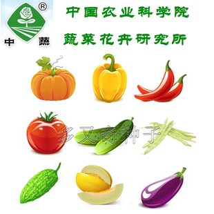 中科院种子茄果瓜豆类 家庭装蔬菜种子番茄辣椒黄瓜冬瓜苦瓜种子