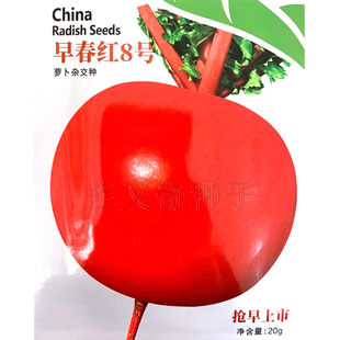 早春红8号萝卜种子 北方保护地春播夏秋露地红皮白肉大红袍萝卜籽