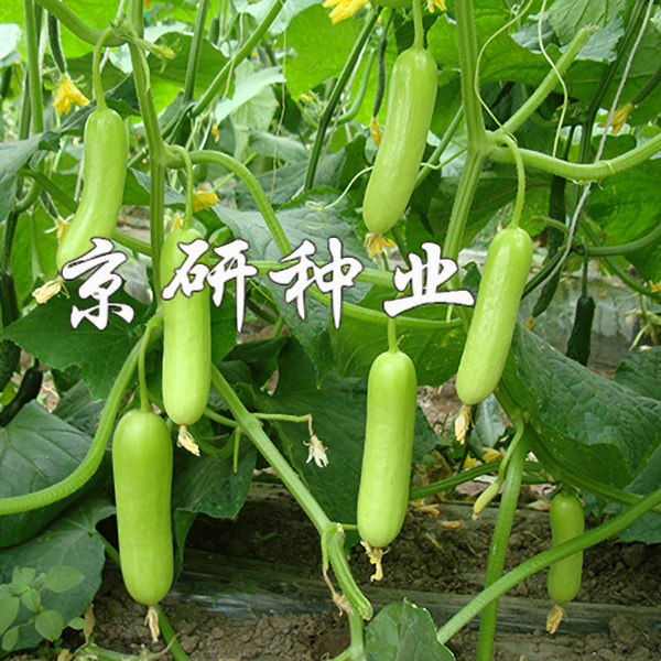 京研玉甜156黄瓜种子 绿白色迷你水果小黄瓜种子早熟味浓全雌抗病