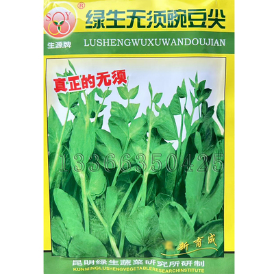 无须豌豆尖种子 春秋播豌豆苗豌豆菜种子绿叶蔬菜种子长势强硬壳