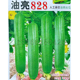 油亮828丝瓜种子 春秋播早熟油亮丝瓜种子质细嫩皮翠绿色蔬菜种子