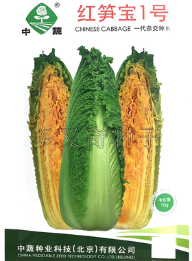 红笋宝1号白菜种子 秋播早中熟内部橙色包尖大白菜籽质脆蔬菜种子