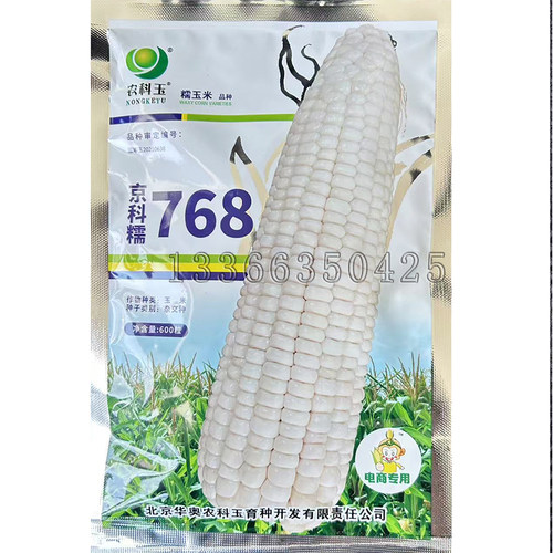 京科糯768玉米种子 春播白色大棒甜糯口感好不秃尖鲜食玉米苞谷种