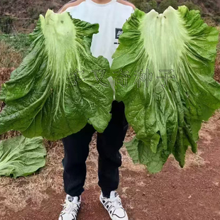 蜀坛大棵青菜种子 秋播宽柄泡青菜大叶芥菜酸菜脆嫩多汁蔬菜种子