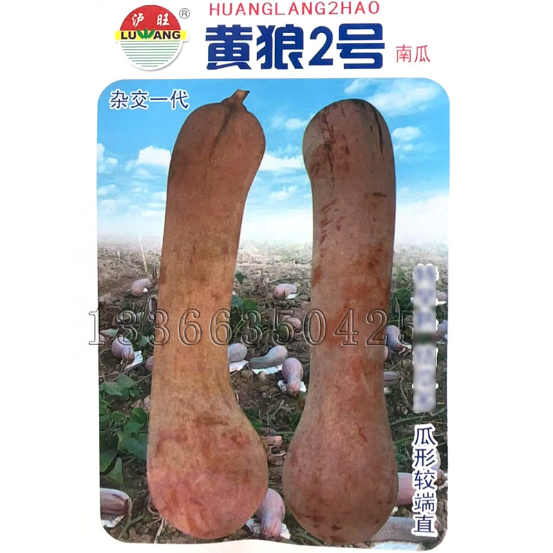 黄狼2号南瓜种子 春播早熟雌花多嫩老瓜兼用南瓜籽老瓜黄色味甜面