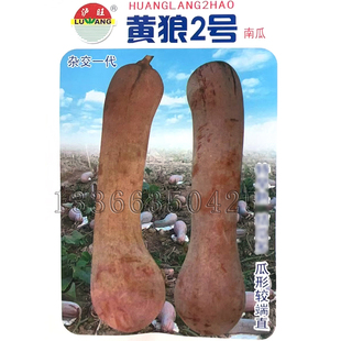 黄狼2号南瓜种子 春播早熟雌花多嫩老瓜兼用南瓜籽老瓜黄色味甜面