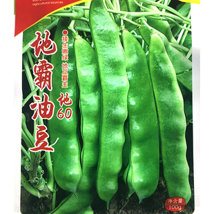 地霸油豆种子 春播早熟矮生油豆角种子无筋无柴口感好菜豆蔬菜籽