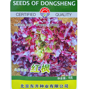 红枫生菜种子 春秋播深紫色橡树叶类皱散叶生菜籽心叶嫩黄蔬菜籽