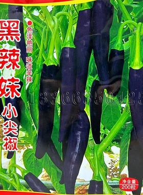 黑辣妹小尖椒种子 春播中熟黑色小辣椒羊角椒种子味辛辣蔬菜种子