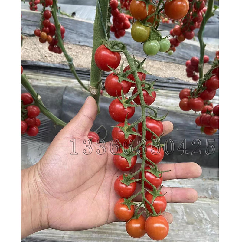红桃6号番茄种子 春保护地栽培红色樱桃小柿子种子口感好蔬菜种子