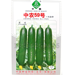 中农59号黄瓜种子 春棚秋冬温室无刺水果小青瓜种子亮绿脆甜绿肉