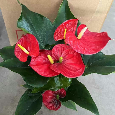 大华密西根明尼苏达红掌盆栽 齐祖紫掌红鹅掌安祖花四季观叶观花