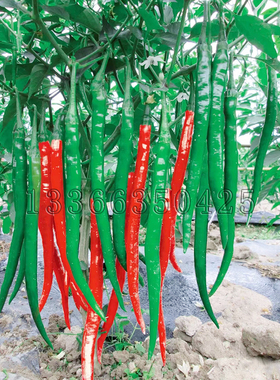 湘辣17号辣椒种子  春秋播中熟长线椒种子青果深绿色味辣蔬菜种子