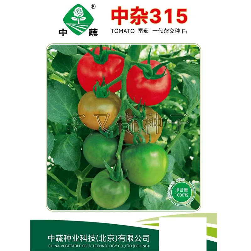 中杂315水果番茄种子 春秋播早熟扁圆形粉红果沙软酸甜西红柿种子