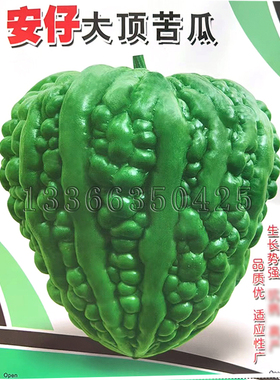 安仔大顶苦瓜种子 华南春秋播早熟锥形深绿色光泽凉瓜种子蔬菜籽