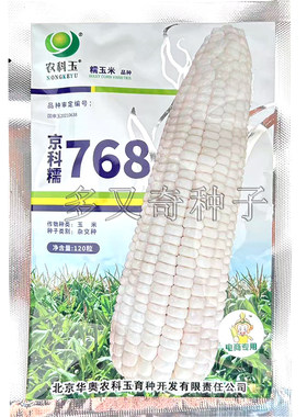 京科糯768玉米种子 春播白色大棒甜糯口感好不秃尖鲜食玉米苞谷种