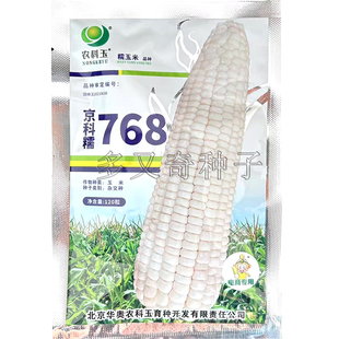 京科糯768玉米种子 春播白色大棒甜糯口感好不秃尖鲜食玉米苞谷种